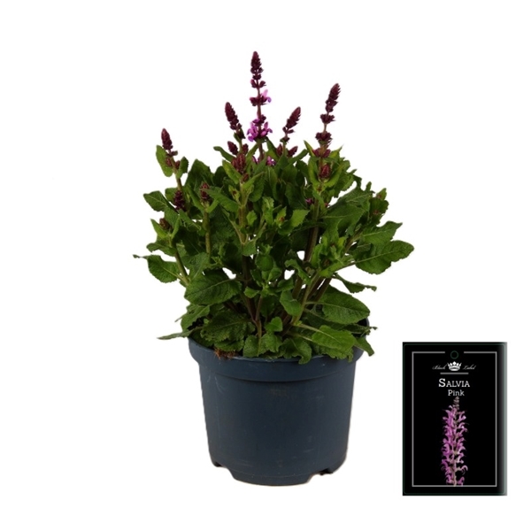 Salvia Fashionista Pink