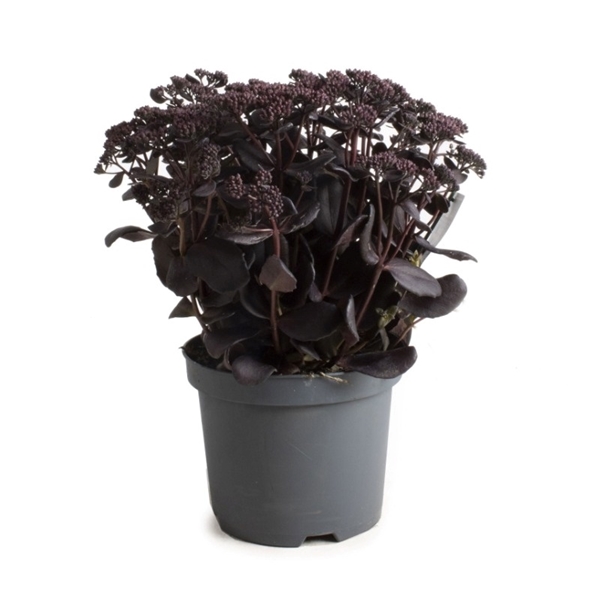 Sedum Back in Black 