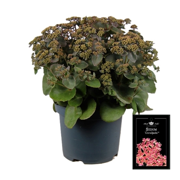 Sedum Coral Jade