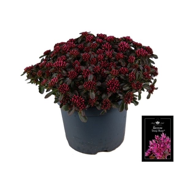 Sedum Deep Rose