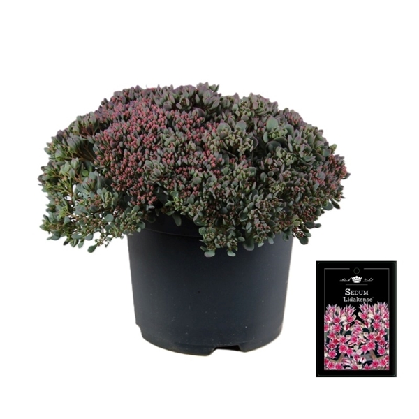 Sedum Lidakense