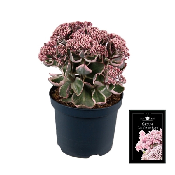 Sedum La Vie en Rose