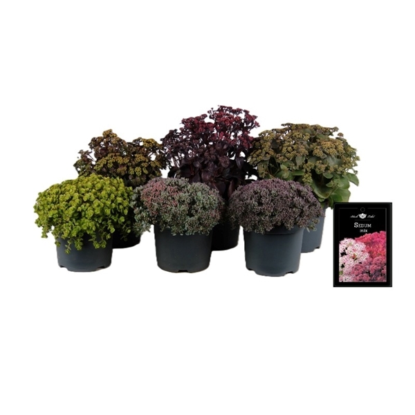 Sedum Mixlage