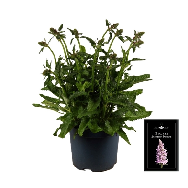 Stachys Summer Sweets