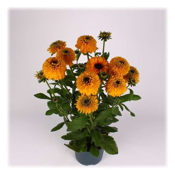Sunbeckia Noa 
