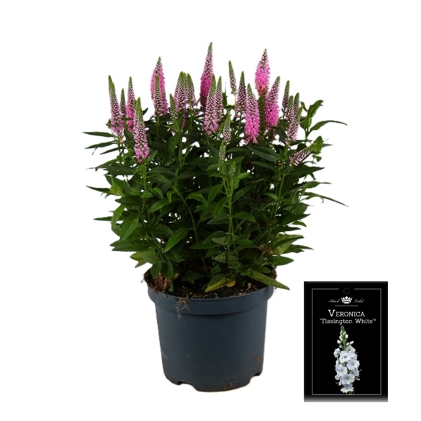 Veronica Candella Pink 