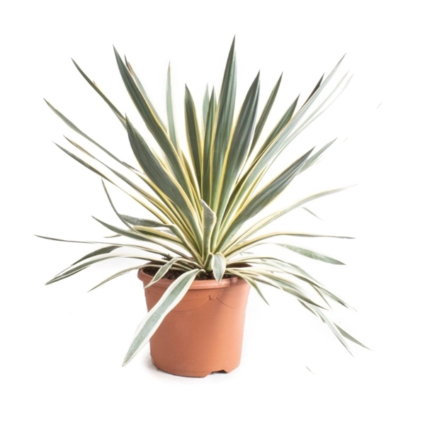 Yucca Gloriosa Variegata