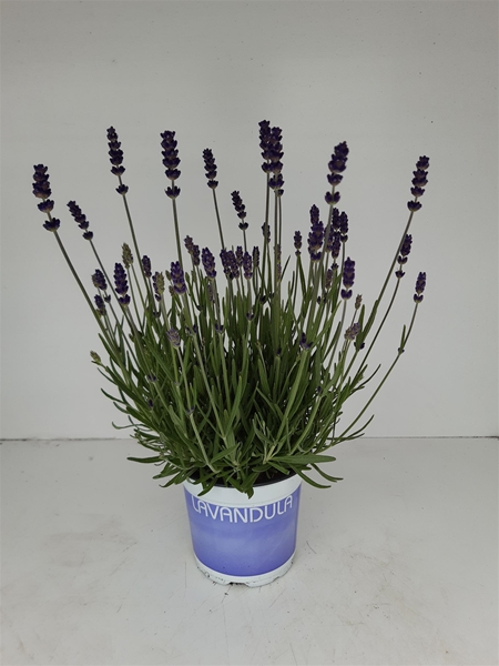 Lavandula Angustifolia Hidcote