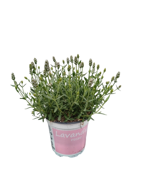 Lavandula Angustifolia Rosea Pink