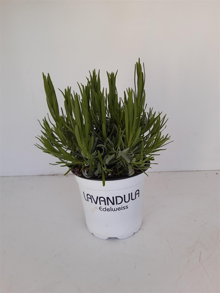 Lavandula Angustifolia Aromance Weiss