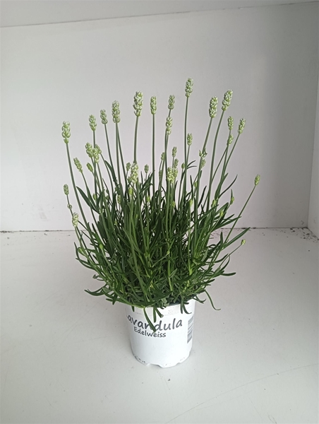 Lavandula Intermedia Edelweiss