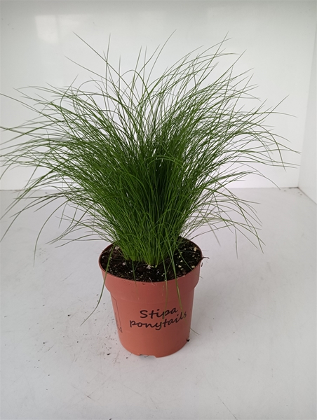 Stipa Pony Tails
