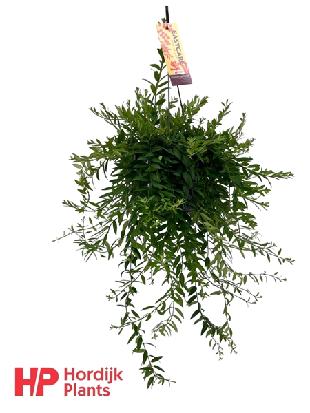 Aeschynanthus Japhrolepis Ampel