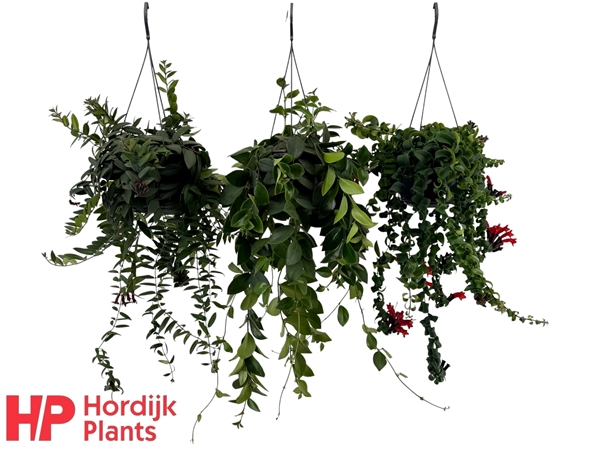 Aeschynanthus Mixtray Ampel