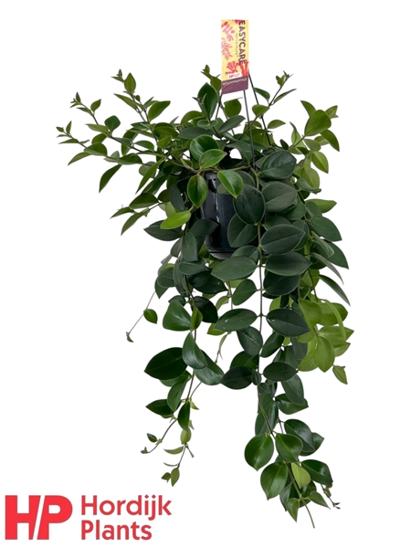 Aeschynanthus Mona Lisa Groen