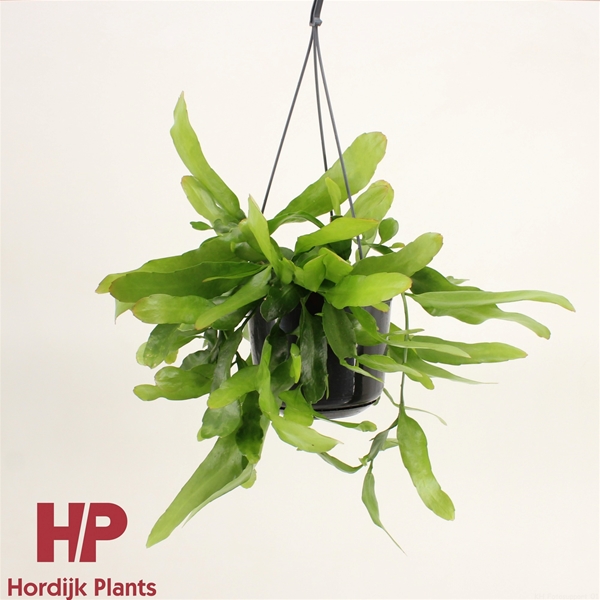 Epiphyllum Pumilum