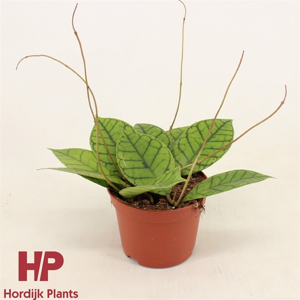Hoya Callistophylla 