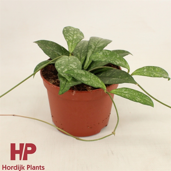 Hoya Crassipetiolata 