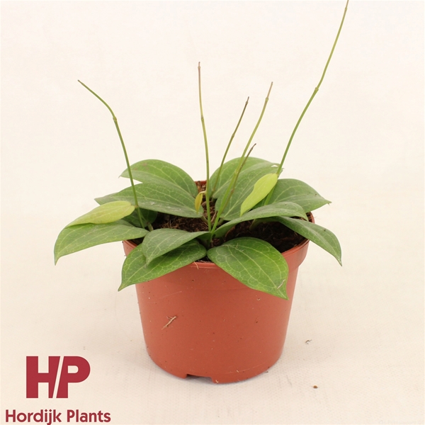 Hoya Fitchii 
