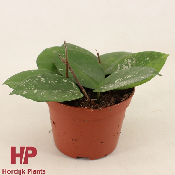 Hoya carnosa Freckles Splash 