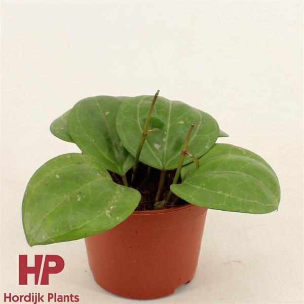 Hoya Sarawak Cream