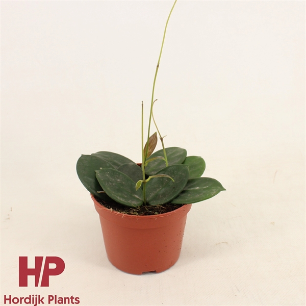 Hoya Vangviengiensis 