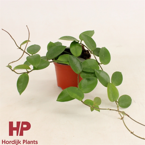 Hoya Chouke