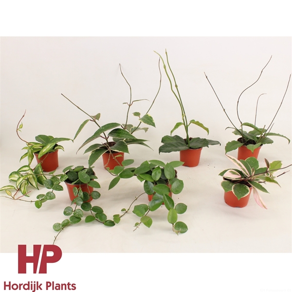Hoya Mixtray