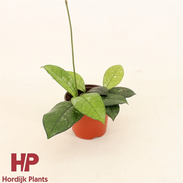 Hoya Crassipetiolata