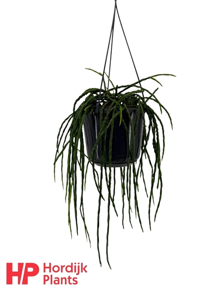 Rhipsalis Paradoxa Minor Ampel