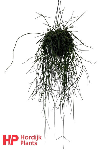 Rhipsalis Floccosa Ampel
