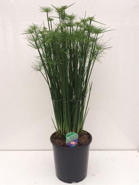 Cyperus Haspan