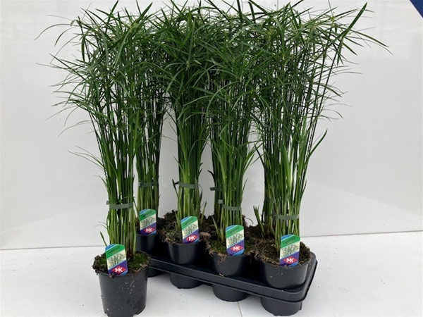 Cyperus Alternifolius Gracilis