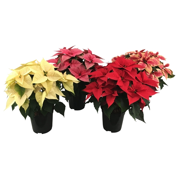 Euphorbia Poinsettia Mix