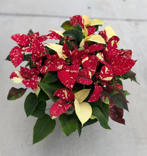 Euphorbia Poinsettia Rot Glitter 