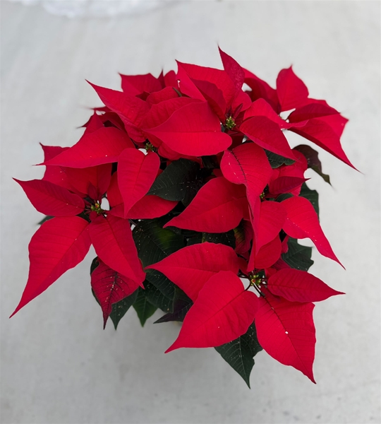 Euphorbia Poinsettia Rot