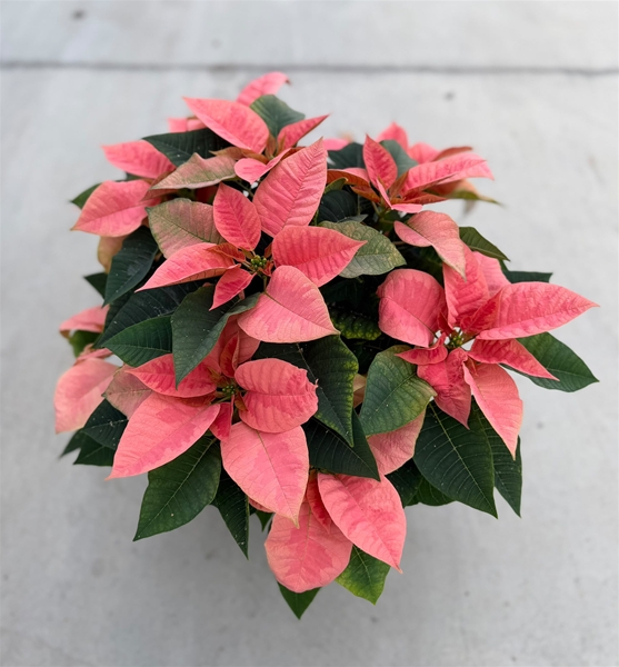 Euphorbia Poinsettia Pink 