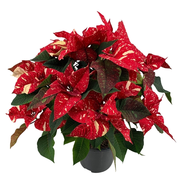 Poinsettia Christmas Feelings Glitter