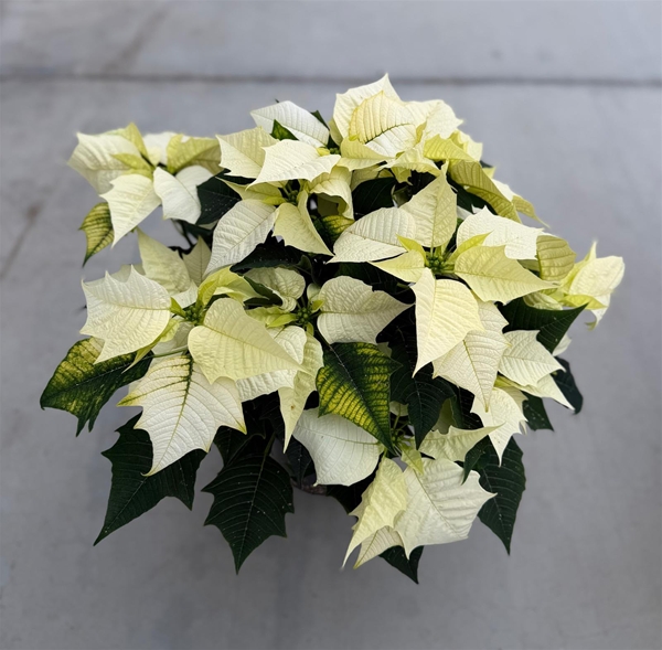 Euphorbia Poinsettia Alaska Weiss