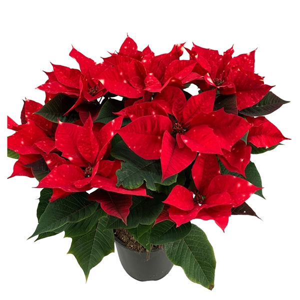 Euphorbia Poinsettia Fantasy Star 