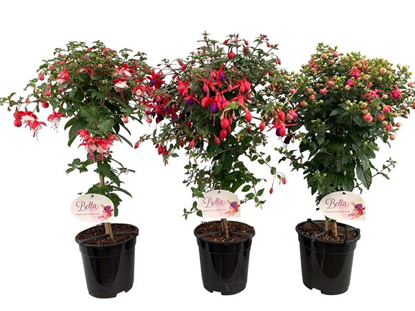 Fuchsia Stam Mix