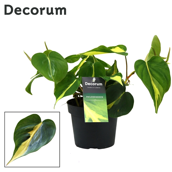 Philondendron Brasil Scandens