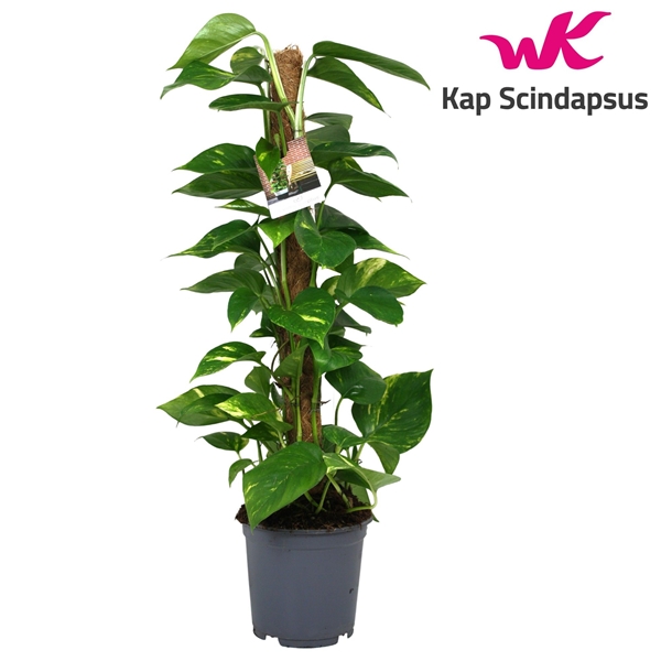 Scindapsus Epipremnum Mosstab