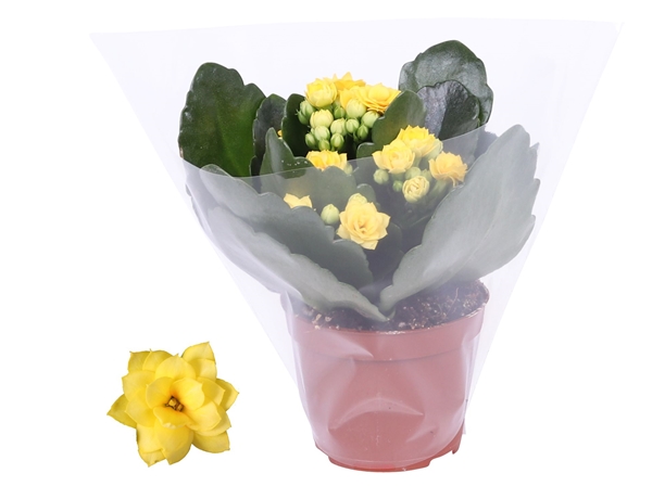 Kalanchoe Rosalina Don Amarillo Gelb