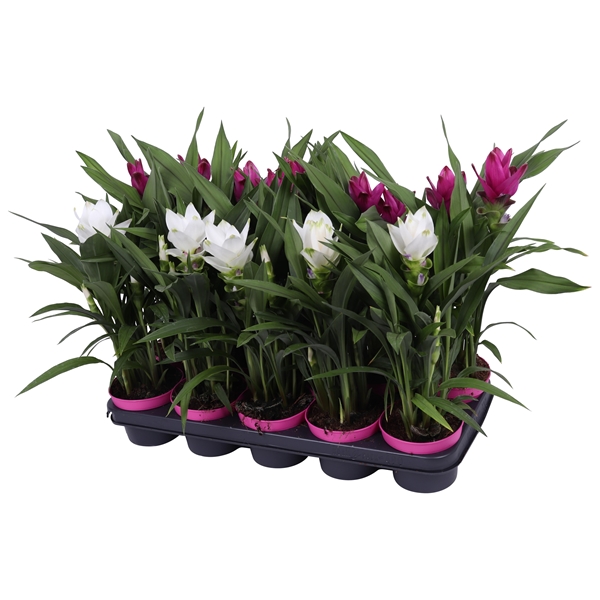 Curcuma Mixtray 4+