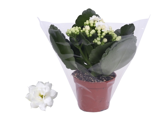 Kalanchoe Rosalina Dione Weiss