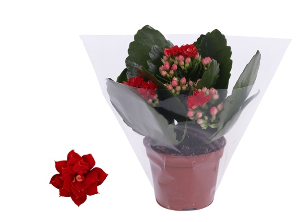 Kalanchoe Rosalina Don Justino Rot