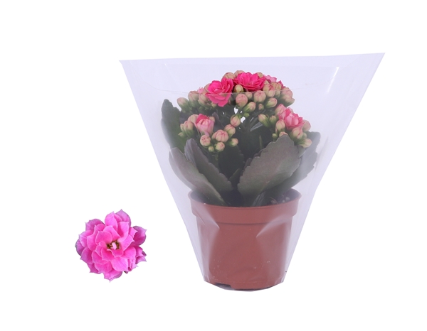 Kalanchoe Rosalina Don Nando Pink