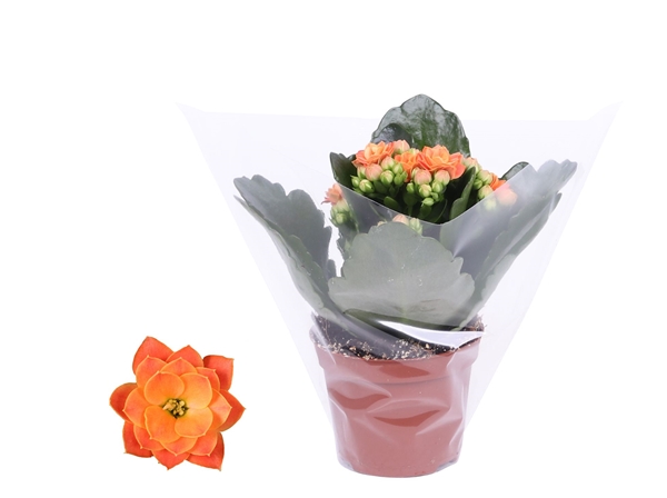 Kalanchoe Rosalina Don Pedro Orange