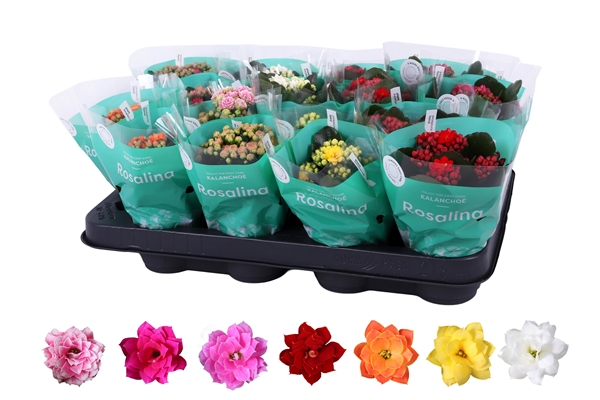 Kalanchoe Calandiva Mix In Tüte